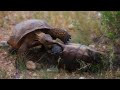 Desert Tortoise Fight!