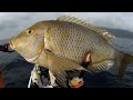 Big Spangled Emperor on the kayak