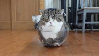 Maru shows off his amazing paw pads from the transparent bowl.