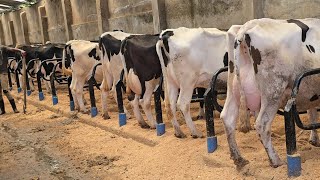 From 20 Litres to 250 Litres a Day in 9 Months. 2 Cows that Changed Everything