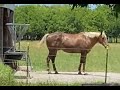 Locking Horse Out Of Stall To Break A Habit - Horse Getting Too Comfortable In Stall