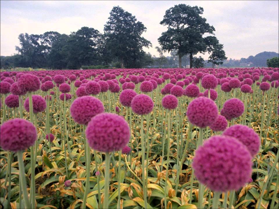 張清芳-花戒指.wmv