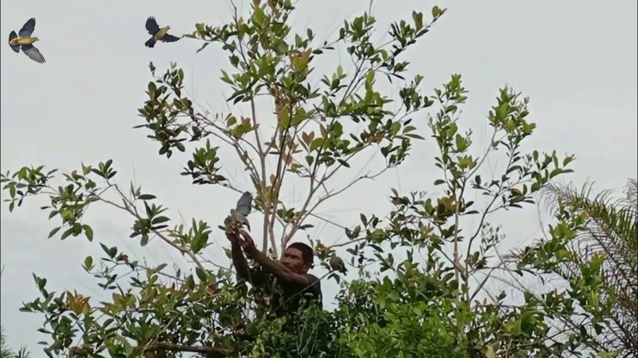 MULUT BURUNG PUNAI DI KEBUN KELAPA SAWIT 