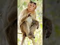 funny 😂😂 #vrindavan #radhakrishna #radheradhe #funny #monkey