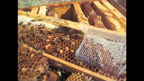 Introducing a Queen to a Colony with Laying Workers using a Push in Cage