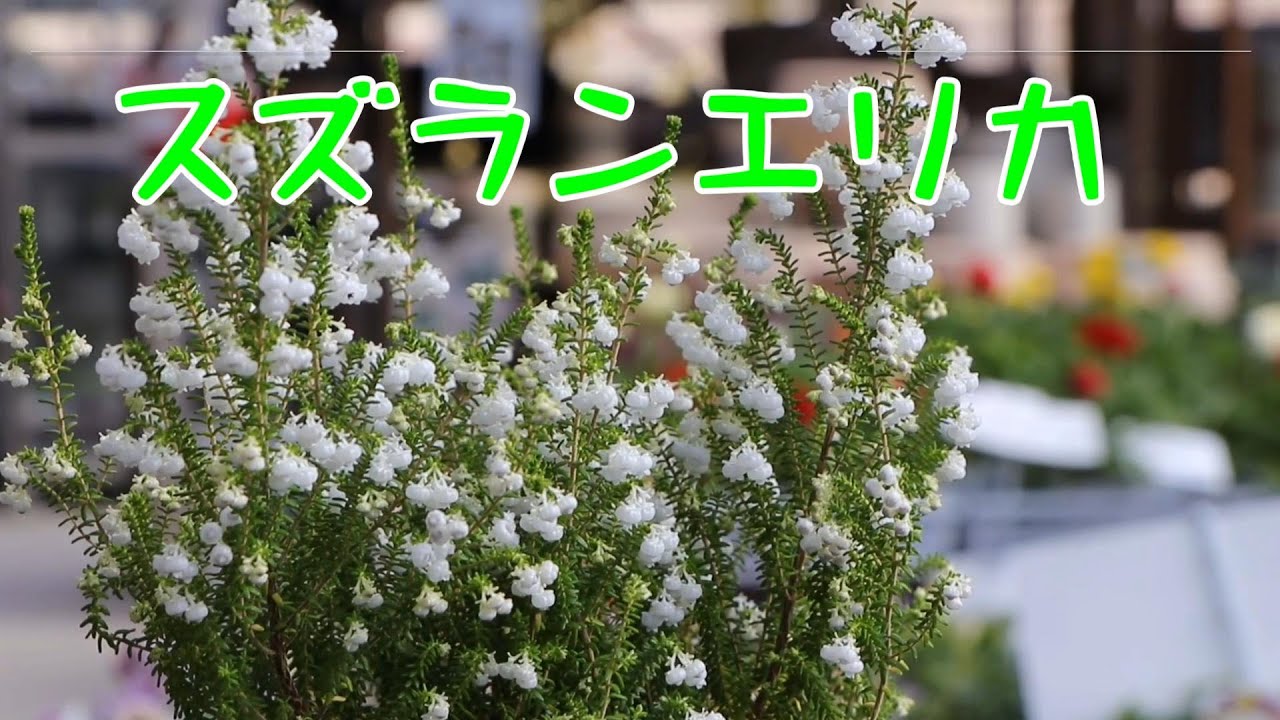 スズラン エリカ」 紹介と管理方法（育て方） - YouTube