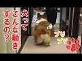 みんなを魅了するコーギーのおしりフリフリ【コーギーチロ】