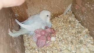 A cute , gentle female Budgerigar receives her 04 babies after an incubation period of two weeks