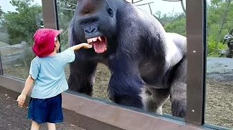 Baby Offers A Little Piece Of Candy To The Gorilla What She Did Next No One Can Think Of