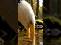 How a Bald Eagle Drinks Water — Macro Close-Up 💧