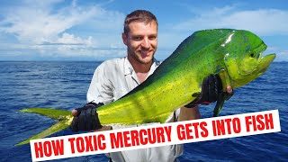 How Toxic Mercury Gets Into Fish!