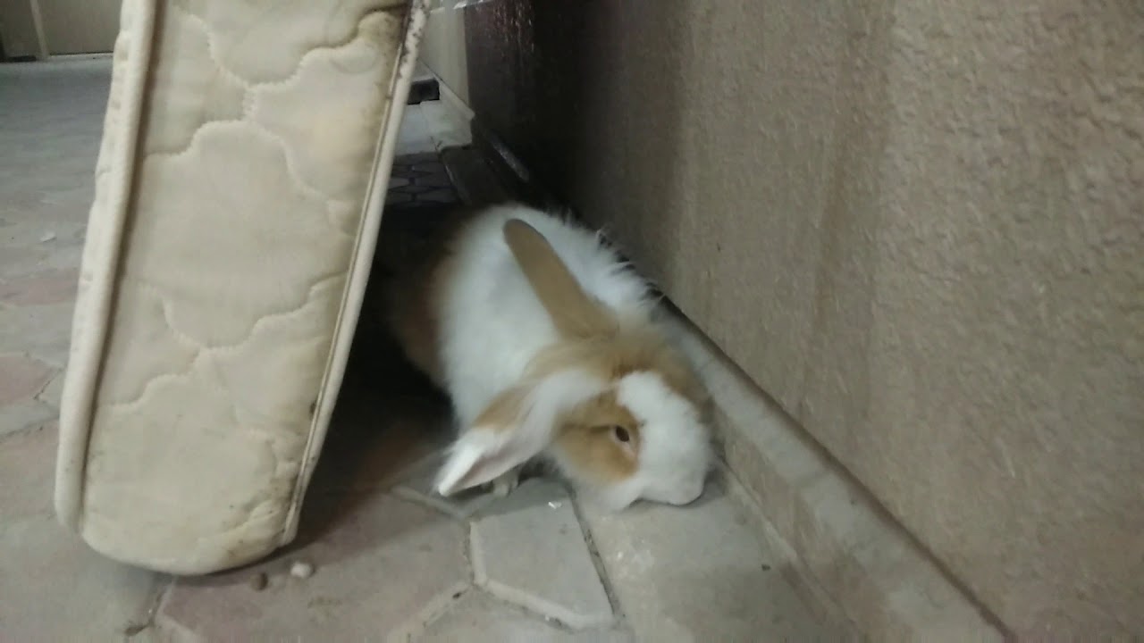 HOMELESS RABBIT #shorts - YouTube