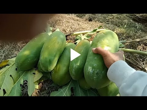 Cara Petik Pepaya