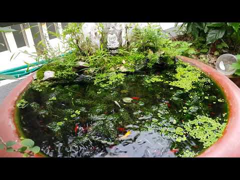 Video Bể cá cảnh chậu xi măng tròn - youtube