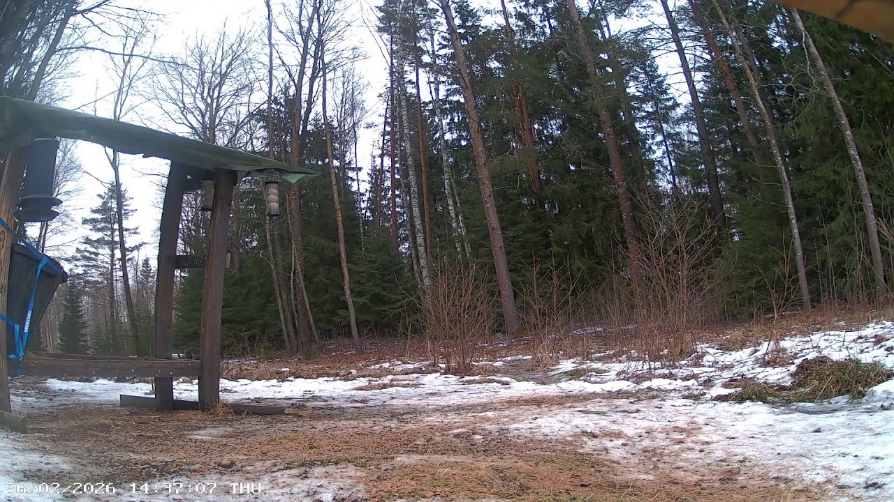 Wildcam in Sweden - Deer, badgers, pine marten, squirrels, birds and more!