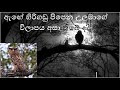 Sound of the Forest Eagle Owl - උලමාගේ ඇත්ත ම හඬ - Wilpattu Forests