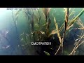 Sunday Dive