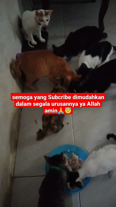 kasih makan kucing dirumah#catlover #kucingmakan#viral
