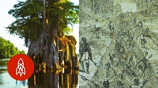 How a Swamp Helped Runaway Slaves Find Freedom