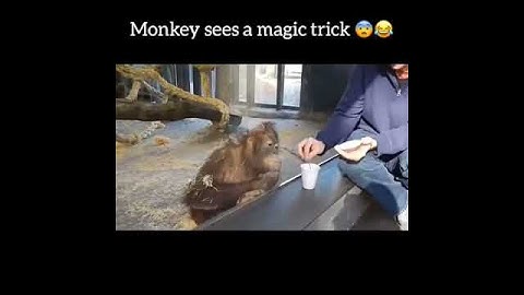 Monkey sees magic tricks