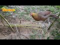 Wild fowl trap bird trap #กับดักไก่ป่ากับดักนกได้ผล100%