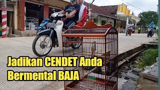 Make Your Cendet Not Afraid Of Anything With This Technique