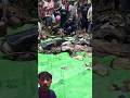 warga kalimantan panen ikan tapa#mancing #infokapuashulu