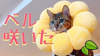 テトがカラーを取っちゃうのでベルにつけてみたら可愛い過ぎた…