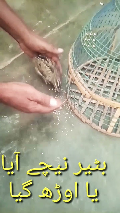 batair nechi aya ya urh gya/tell me the batair came down and flew away #shorts #bird