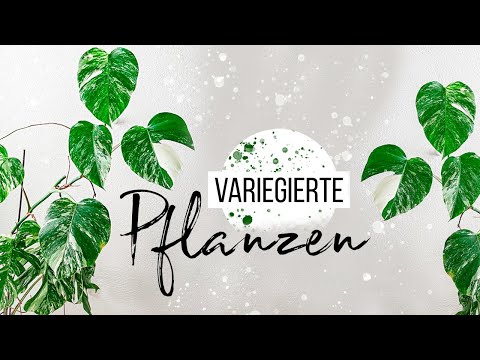 Video: Was ist Variation bei Pflanzen?
