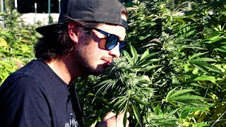 WHAT LUMA FARMS IS ALL ABOUT
