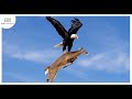 Top 15 Outstanding Hunting Moments By Birds Of Prey