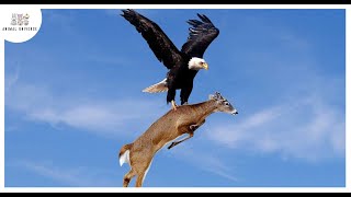 Top 15 Outstanding Hunting Moments By Birds Of Prey