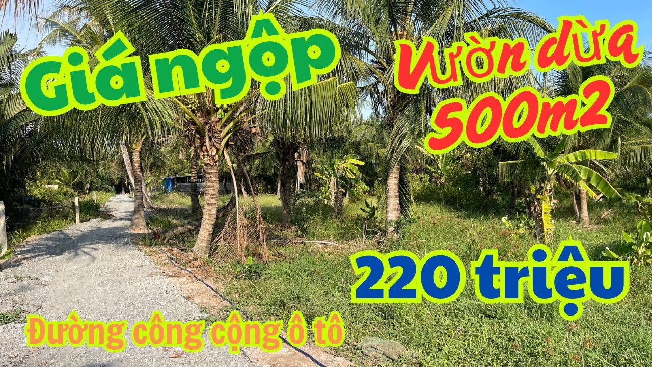 MS1776: 🌴Đã bán🌴500M2 VƯỜN DỪA, ĐƯỜNG Ô TÔ XÃ TÂN PHÚ giá 220 triệu | KHOA NHÀ ĐẤT TIỀN GIANG