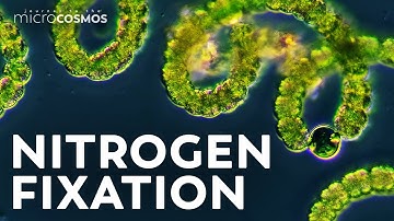 Getting to the Root of Nitrogen Fixation