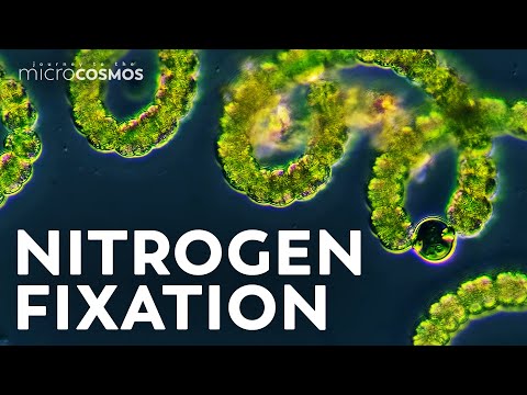Video: Hur fixerar cyanobakterier kväve?