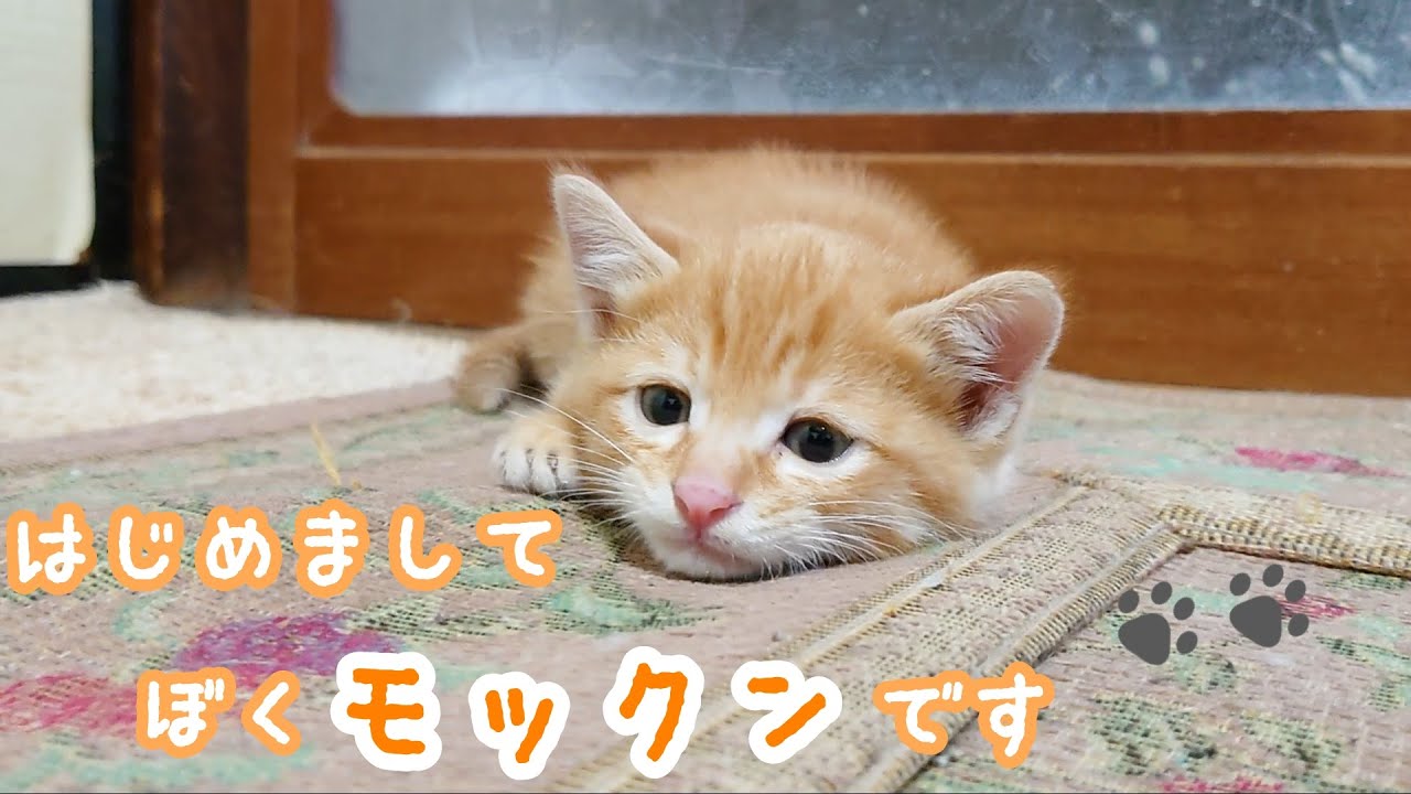 保護猫 子猫 一週間目 先住保護猫ラッキーと子猫モックン が完全に打ち解け茶トラ兄弟なりました Youtube