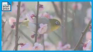 「色がいっぱい…」早咲きの梅が見頃　29種類400本　3月3日まで「春まつり」　愛知・豊橋市