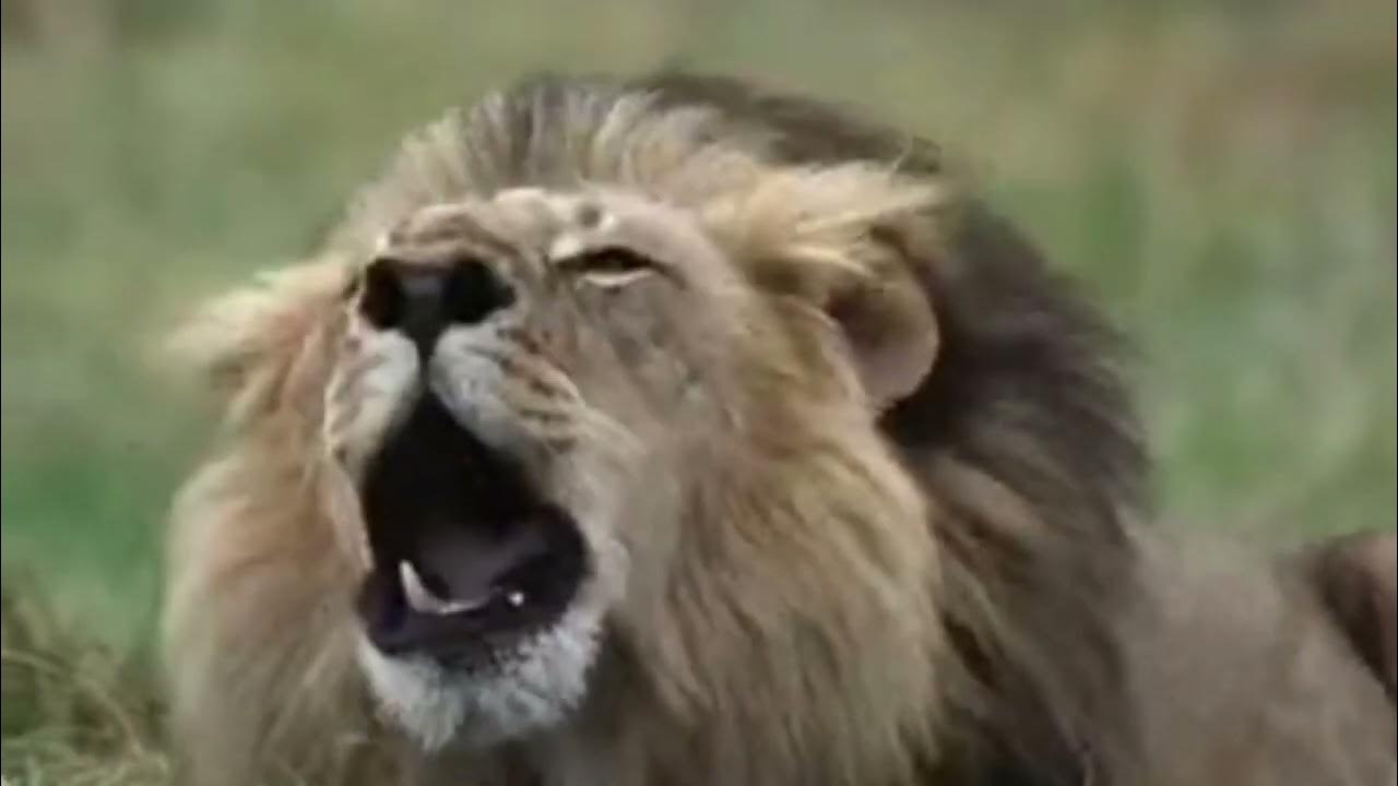 Premium lion. Lion lion premium. "premium" пазлы-игра 2000 элементов а1ф 980х680мм -верные друзья-2000пз1_26263 ". Логотип льва на черном фоне. Лев логотип.