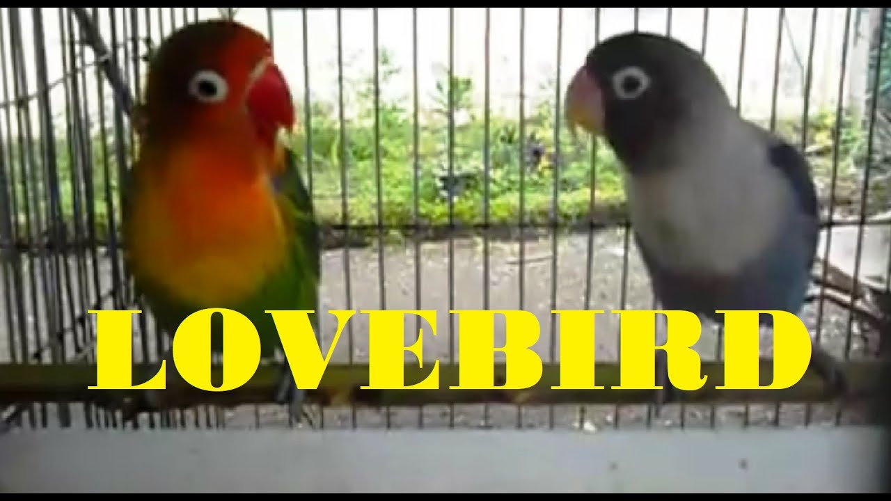 LoveBird | Sepasang burung lovebird didalam sangkar | Jenis lovebird