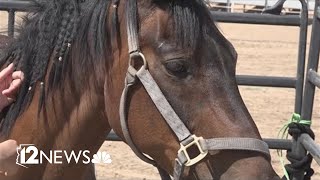 Arizona Foothills 911 volunteers work to protect animals from Boulder View Fire