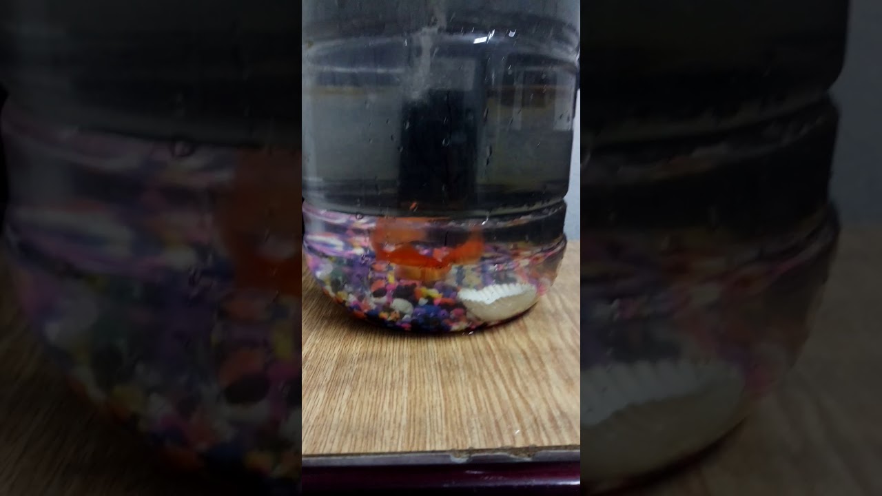 Japon balıkları niçin ölür - YouTube