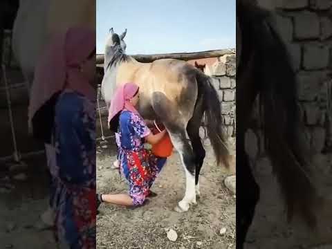 Mating Girl Withe Horse Shortest Shortest 