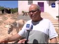 سلطات الاحتلال تلاحق حمارا بمدينة