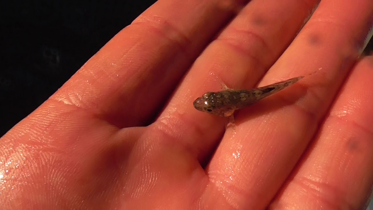 何とも可愛い養殖稚魚 １センチ程度で魚種もわかりません 和歌山釣太郎 Youtube
