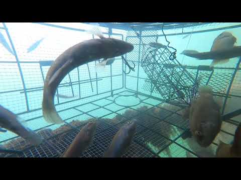 Amazing Fish <strong>Trap</strong>  물고기 통발 속 카메라