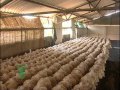 Mushroom Cultivation, kannada 1