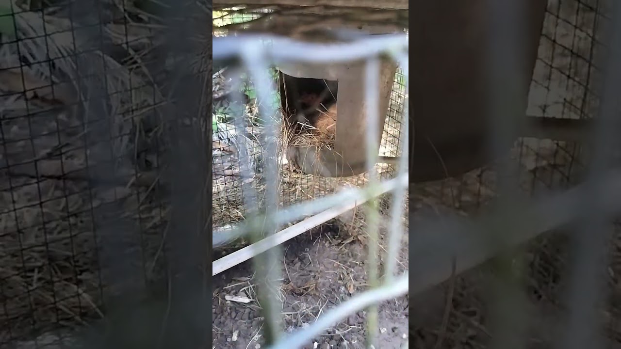 Manera de castar pollos de una forma mas segura para no olvidar su pedigree