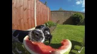 Slow Motion, The Dog eating Watermelon. GoPro 3