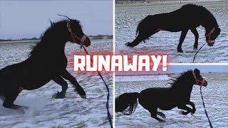Runaway Johnny in the snow!😱 No Friesian horse but a Dartmoor pony